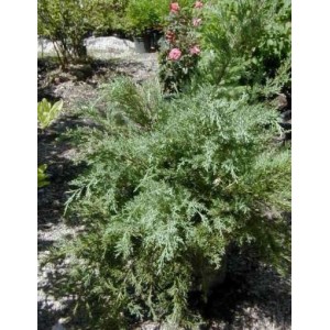 Juniperus virgiana 'Hetzii' / Virgiinia kadakas 'Hetzii'